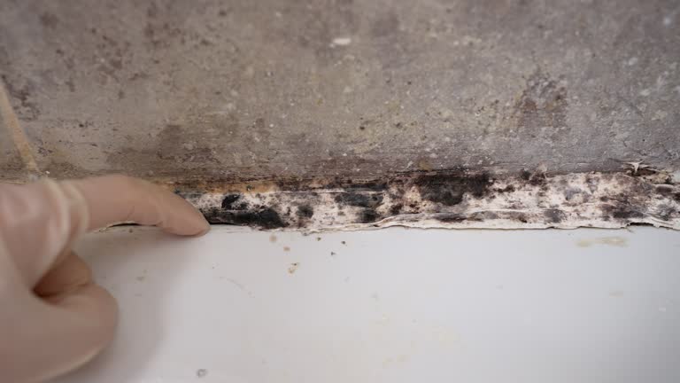 Trusted Fairport Harbor, OH Mold Removal Experts